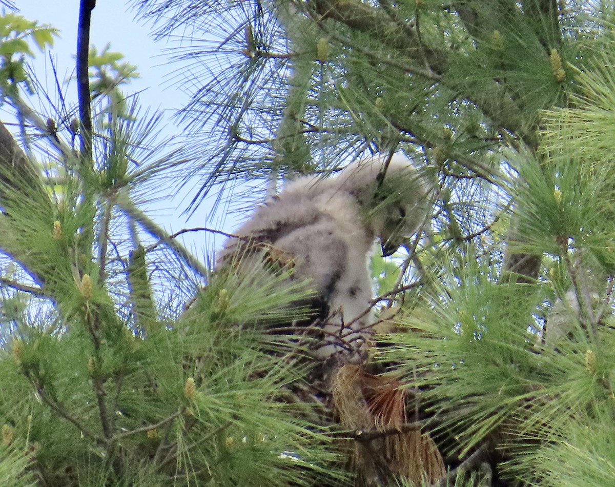 Red-tailed Hawk - ML618399745