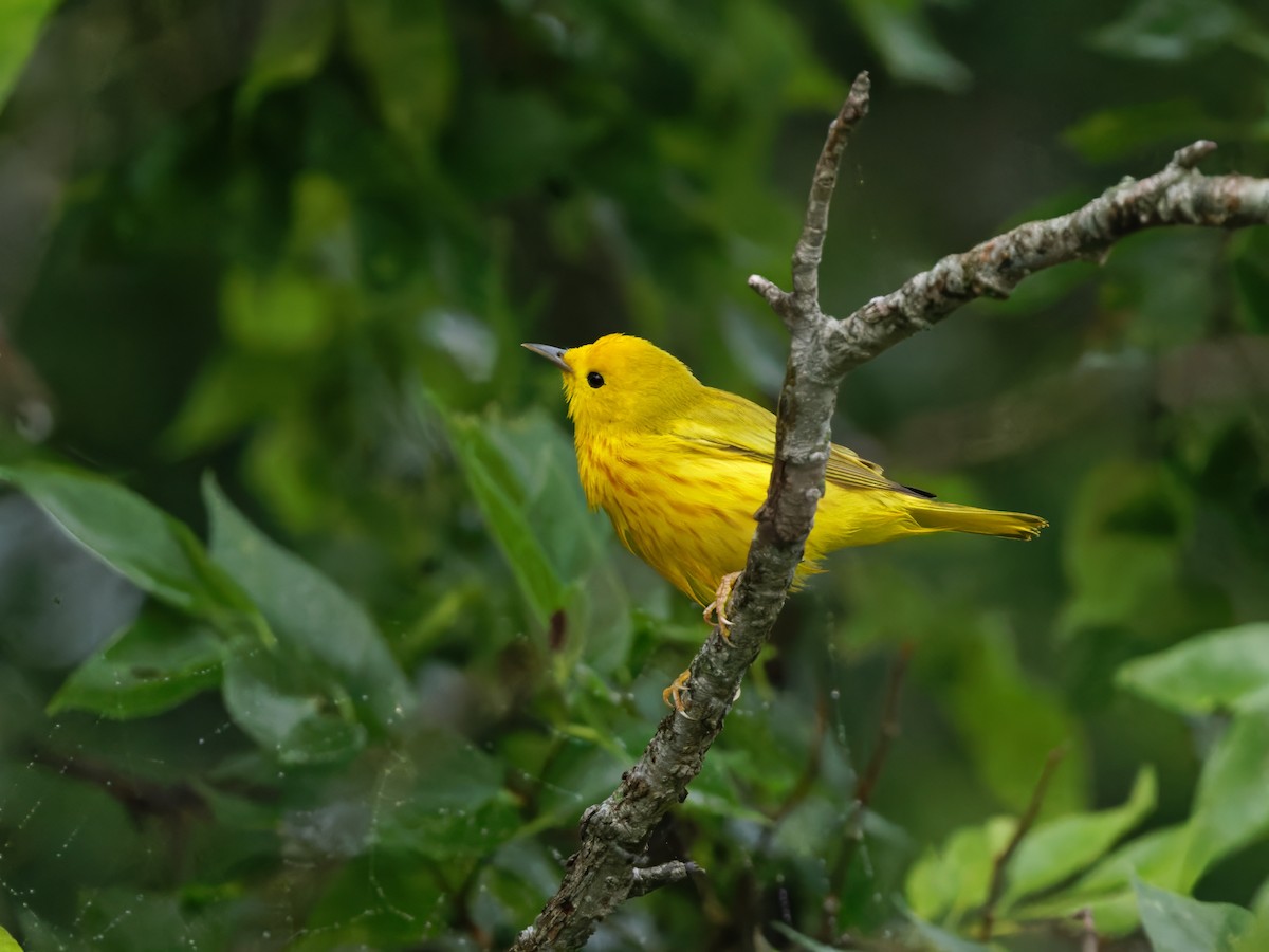 Yellow Warbler - Dina Perry