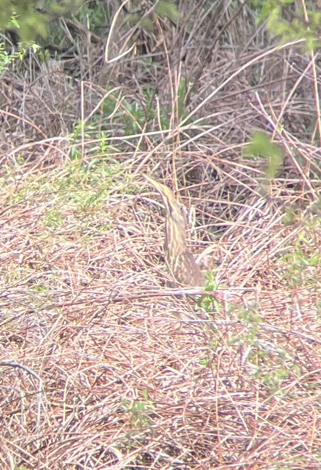 American Bittern - ML618399787