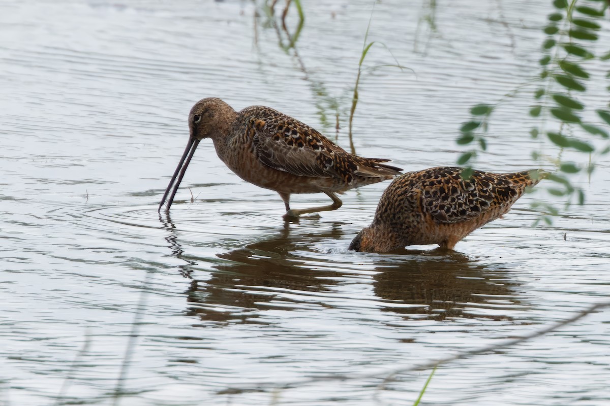 Long-billed Dowitcher - Dina Perry