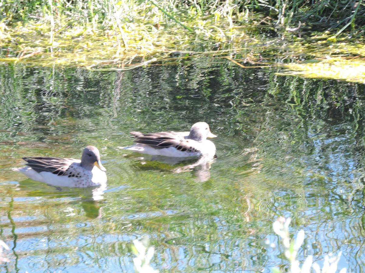 Yellow-billed Teal (oxyptera) - ML618399819