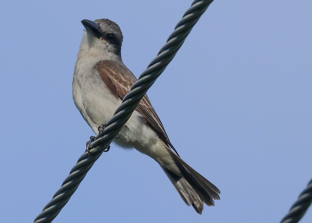 Gray Kingbird - Pam Rasmussen