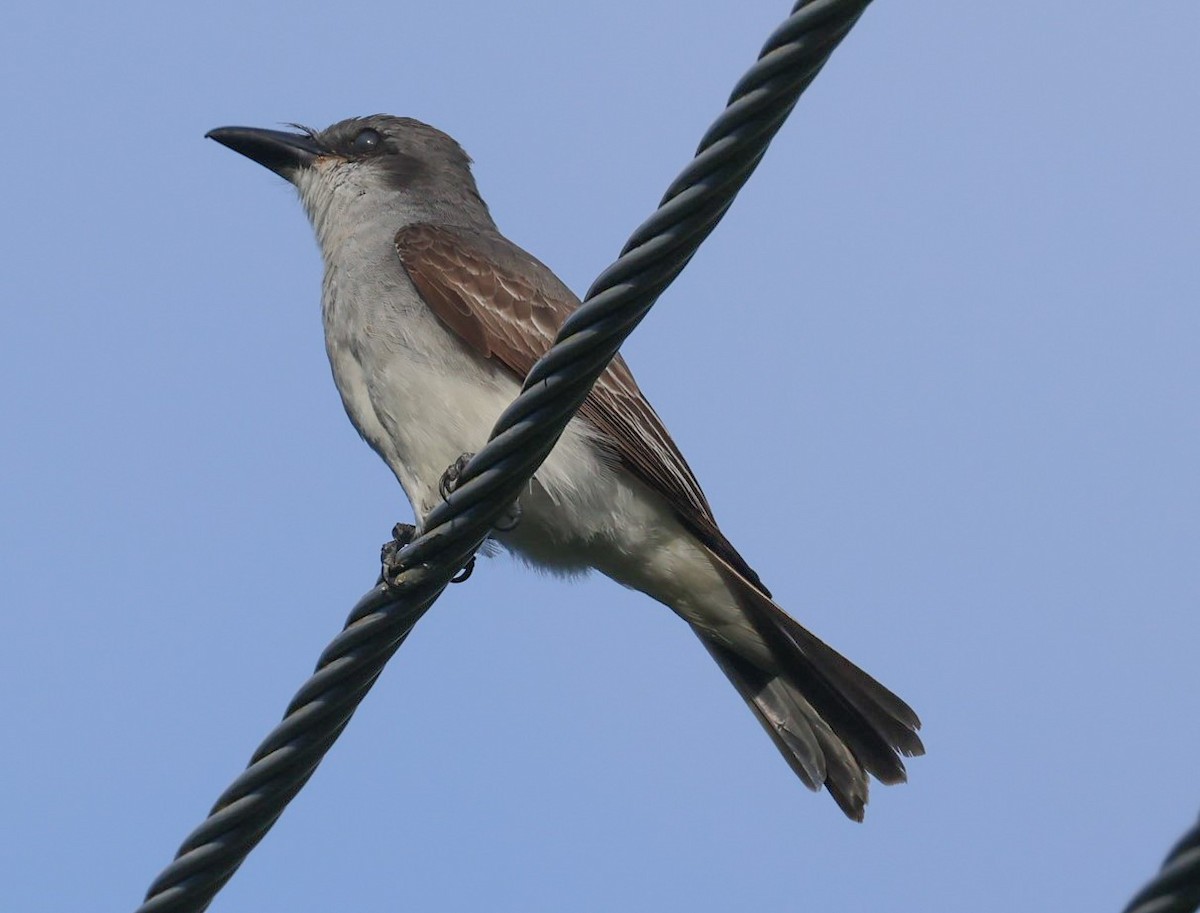 Gray Kingbird - ML618399821