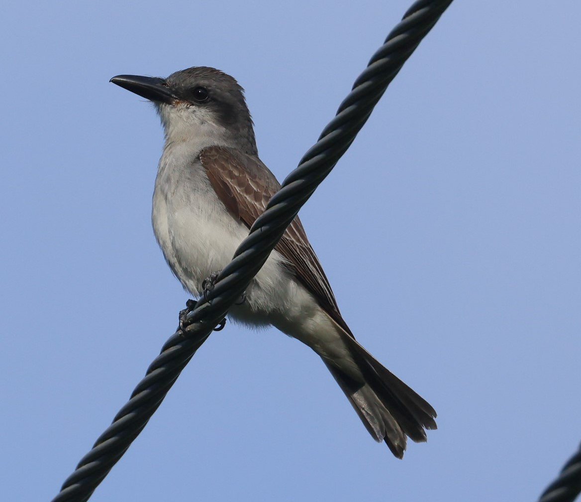 Gray Kingbird - ML618399822