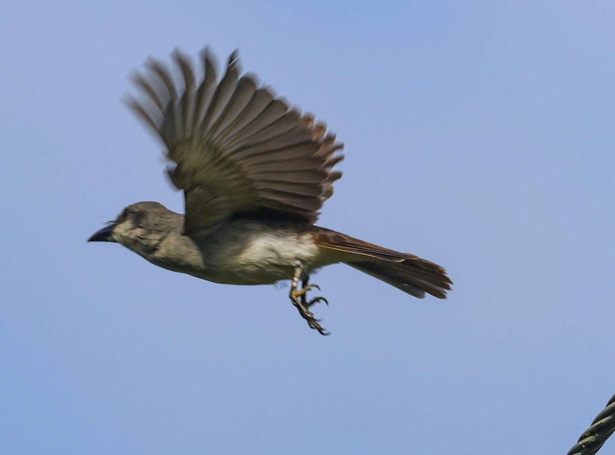 Gray Kingbird - ML618399823