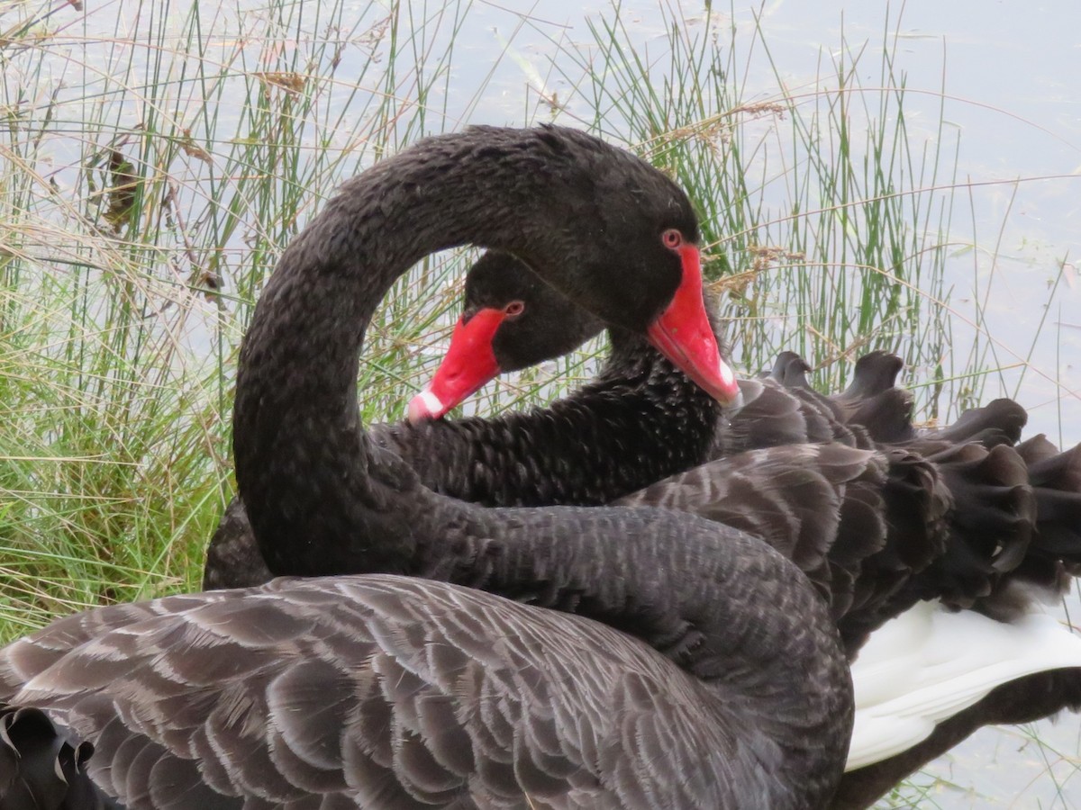 Black Swan - Christine D