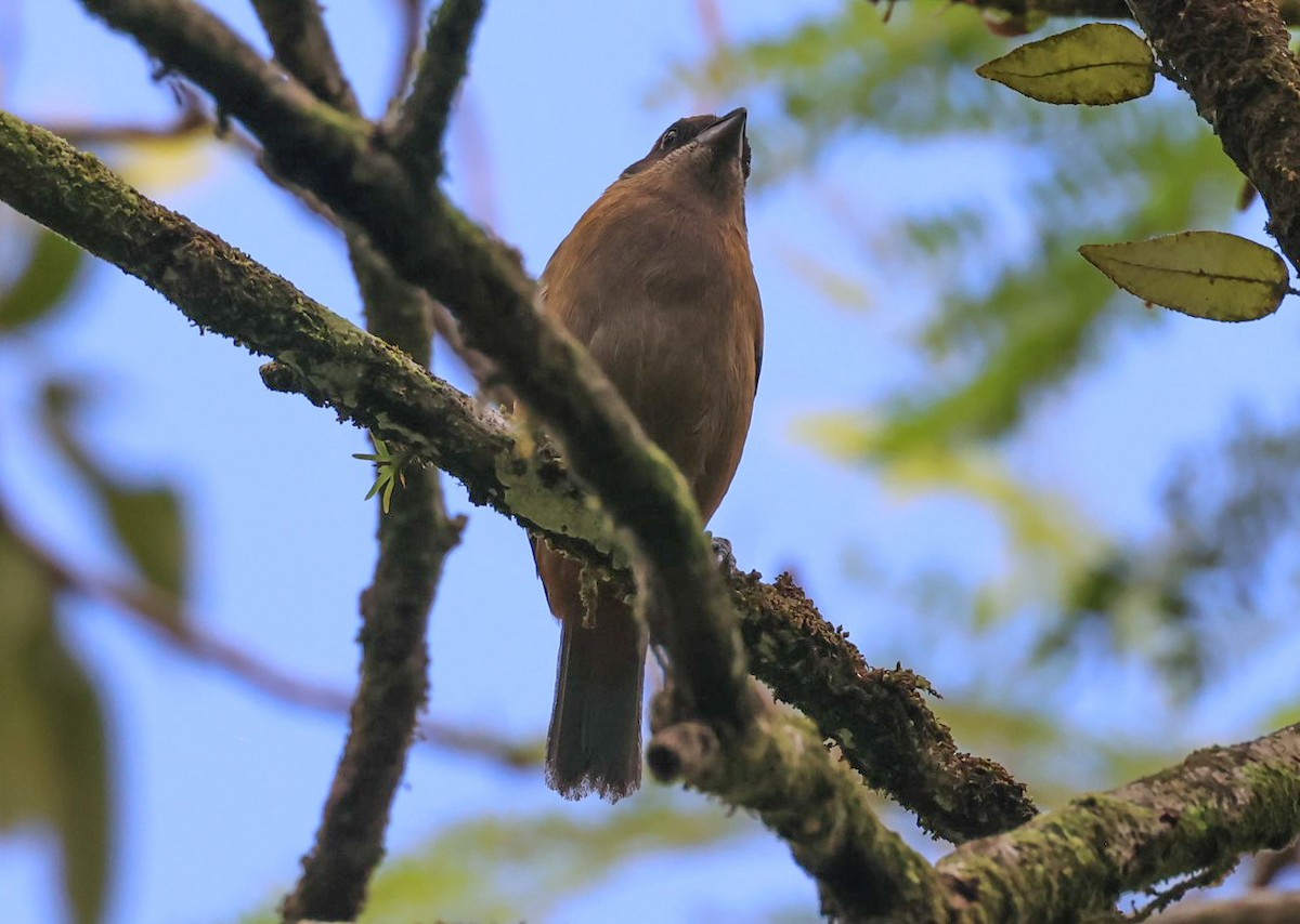 Lesser Antillean Tanager - ML618399847