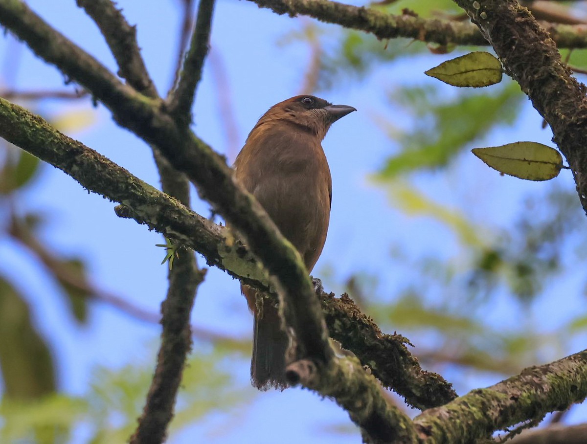 Lesser Antillean Tanager - ML618399849