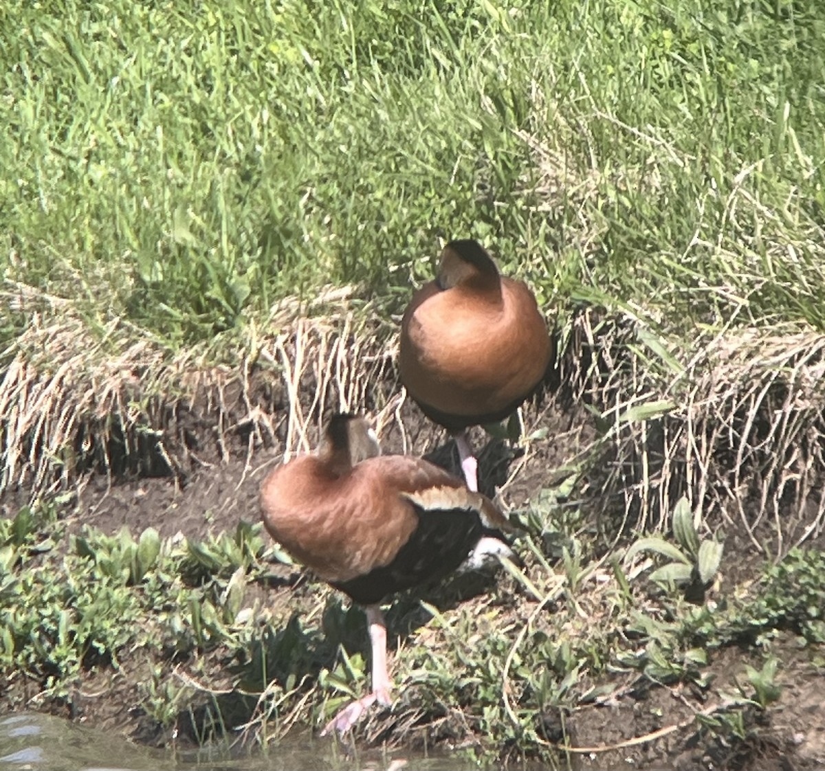 Black-bellied Whistling-Duck - ML618399852