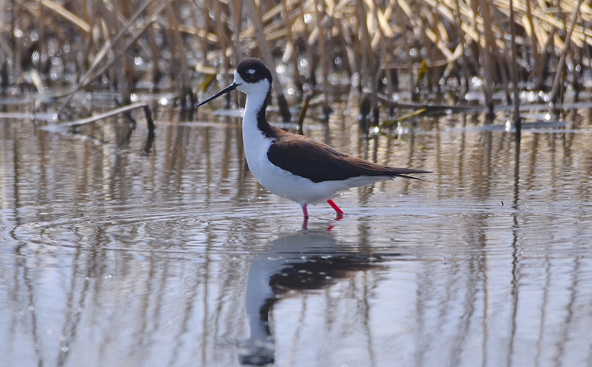 Black-necked Stilt - ML618399859