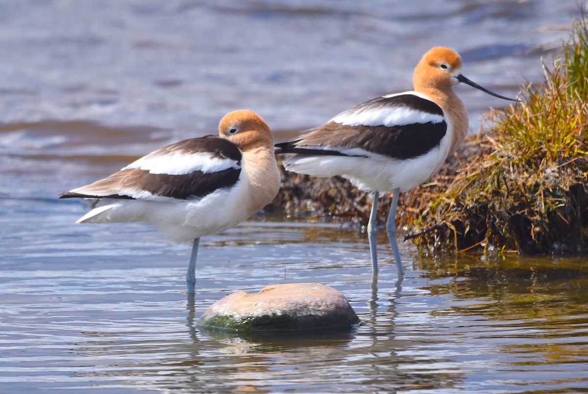 American Avocet - D & I Fennell