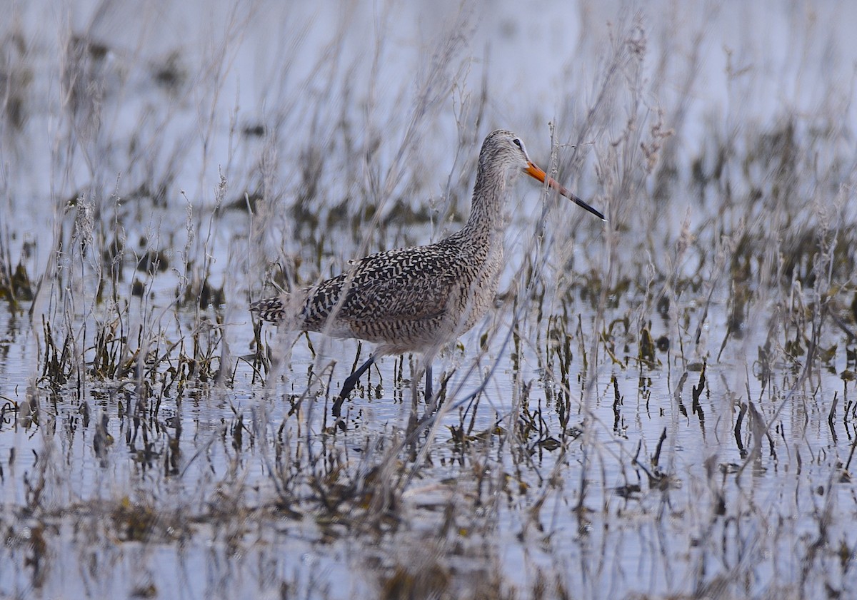 Marbled Godwit - D & I Fennell