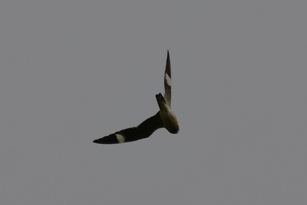 Common Nighthawk - ML618399909