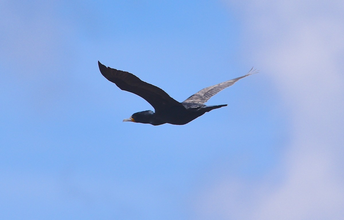 Double-crested Cormorant - D & I Fennell