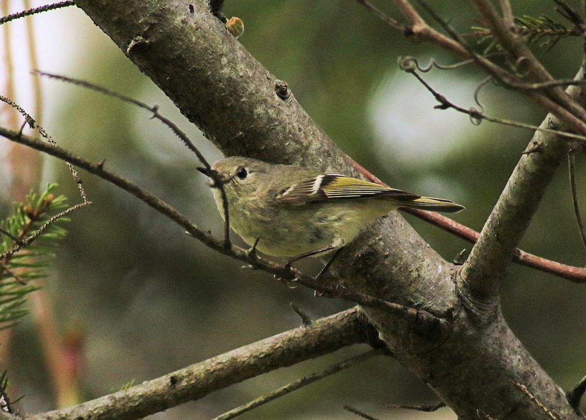 Ruby-crowned Kinglet - John  Cameron