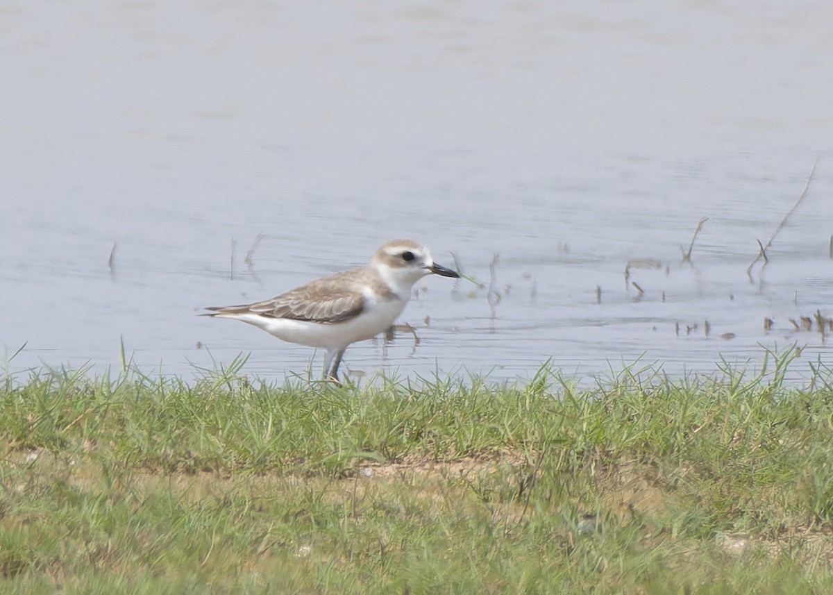 Greater Sand-Plover - ML618399958