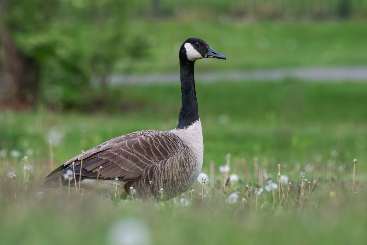 Canada Goose - ML618399987