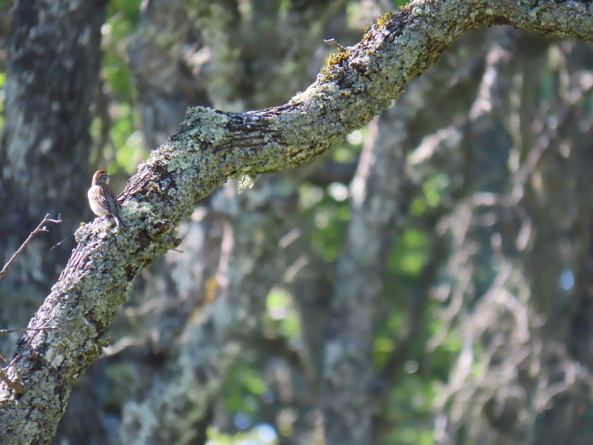 Chipping Sparrow - ML618399993