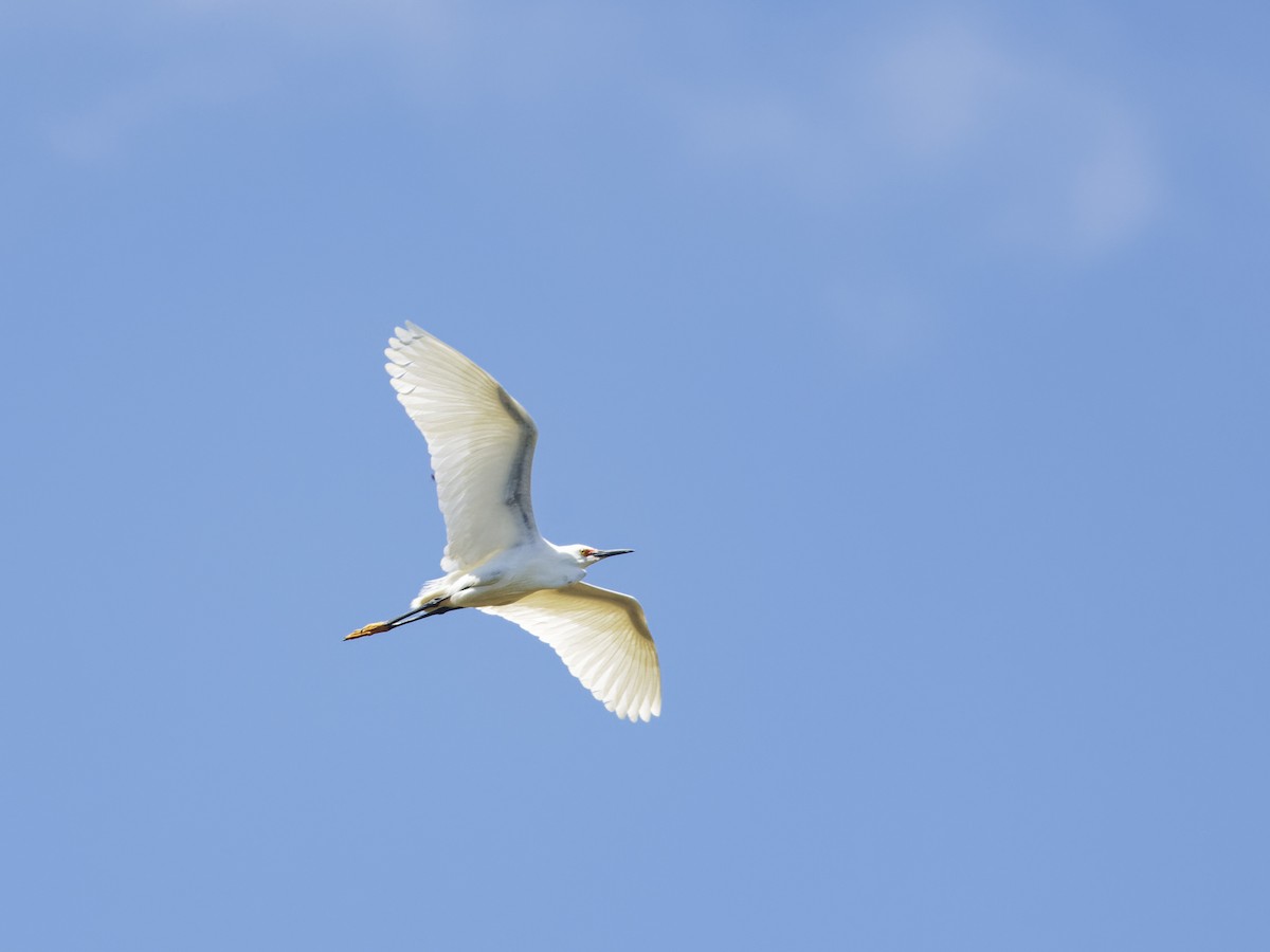 Snowy Egret - ML618399997