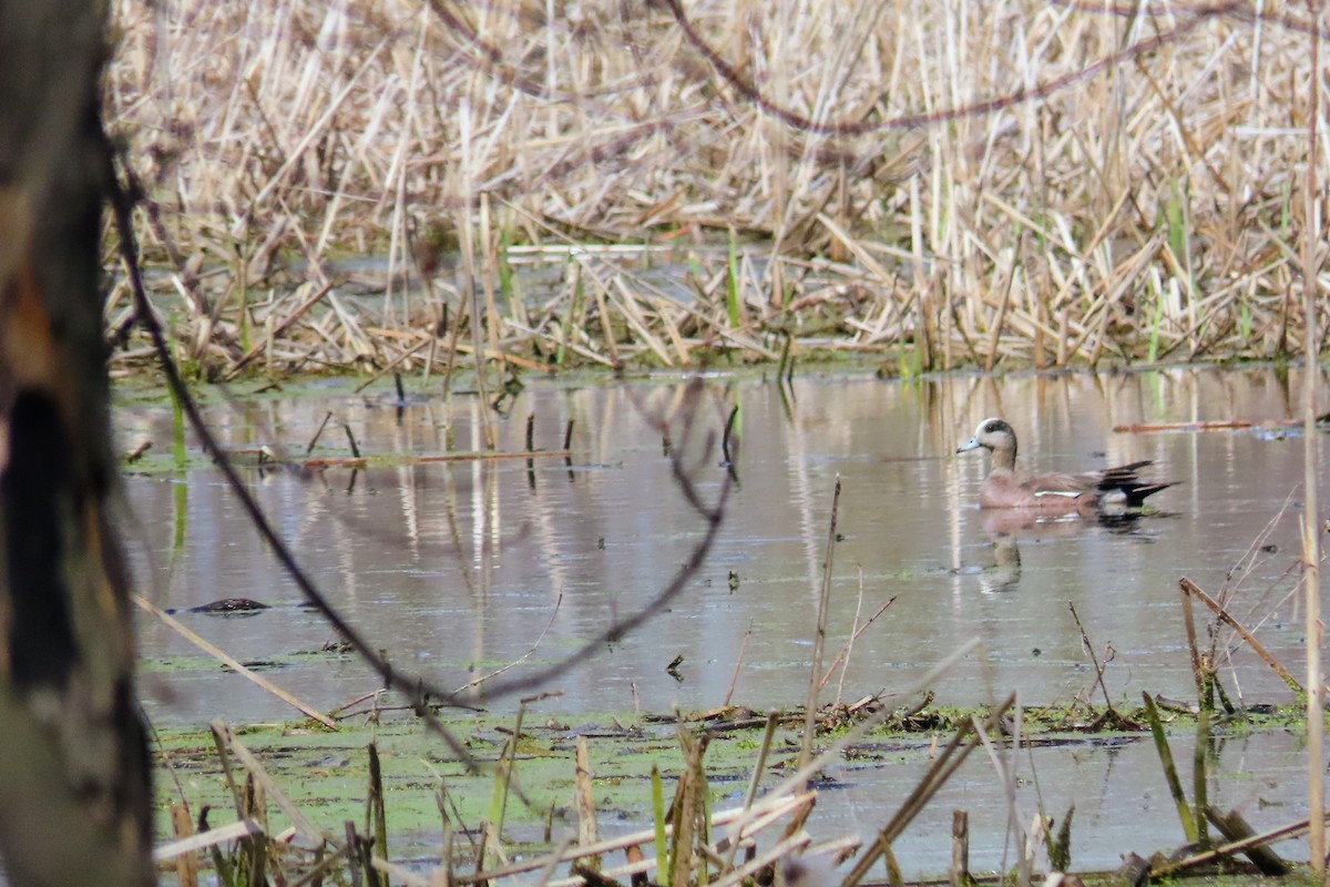 American Wigeon - ML618400020