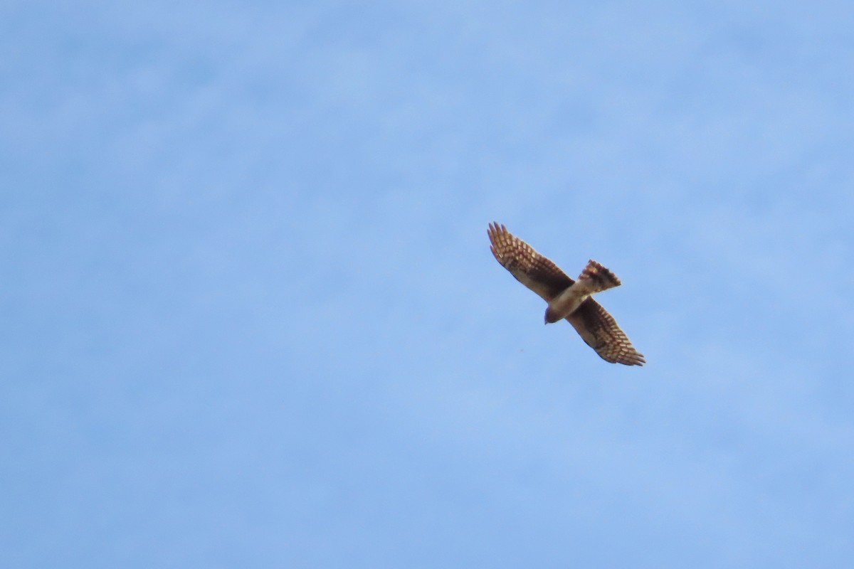 Northern Harrier - ML618400055