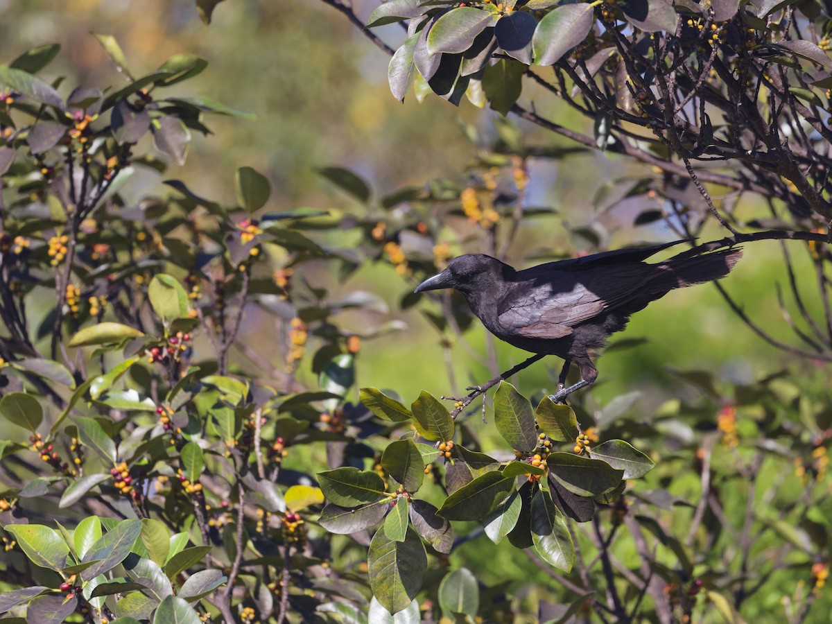 Fish Crow - ML618400056