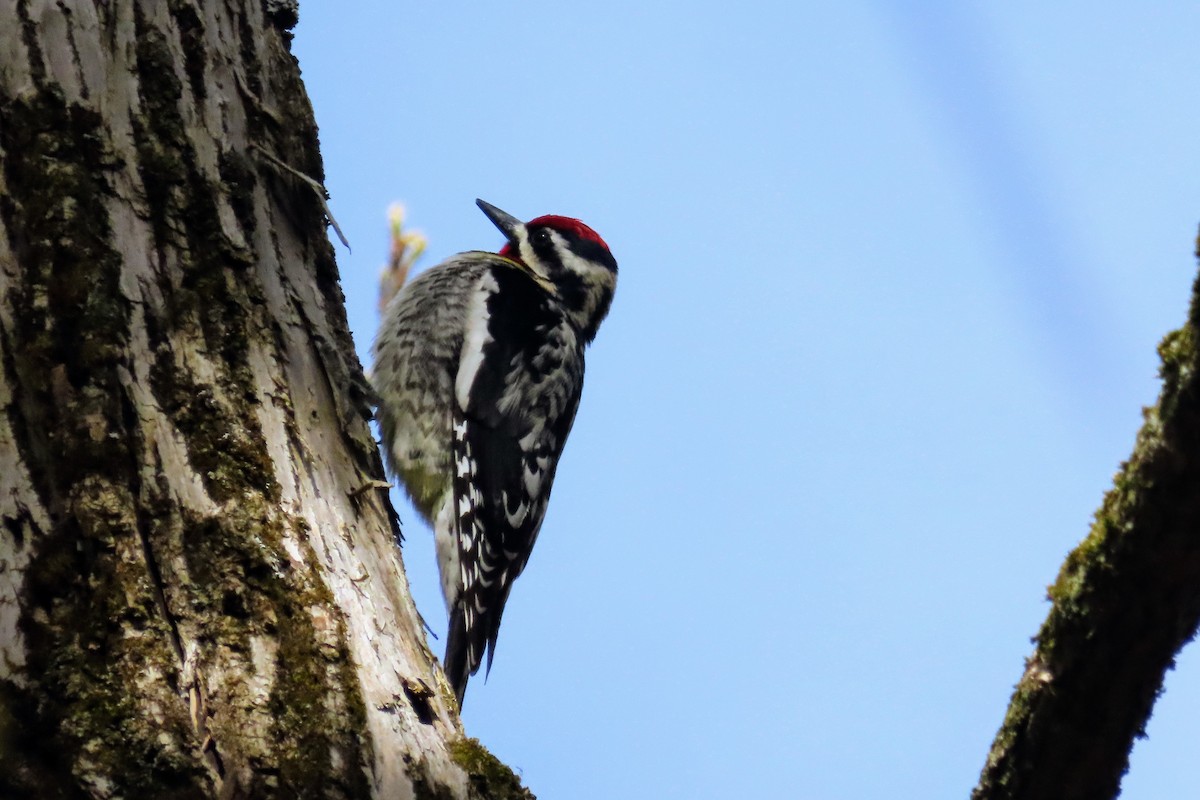 Yellow-bellied Sapsucker - ML618400068