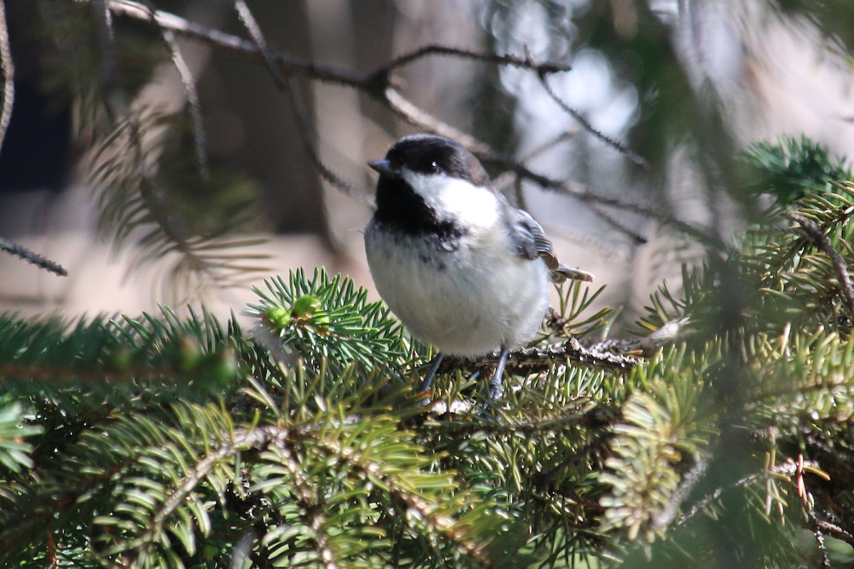 Black-capped Chickadee - ML618400072