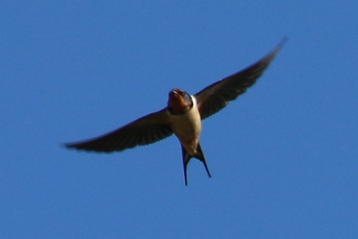 Barn Swallow - ML618400074