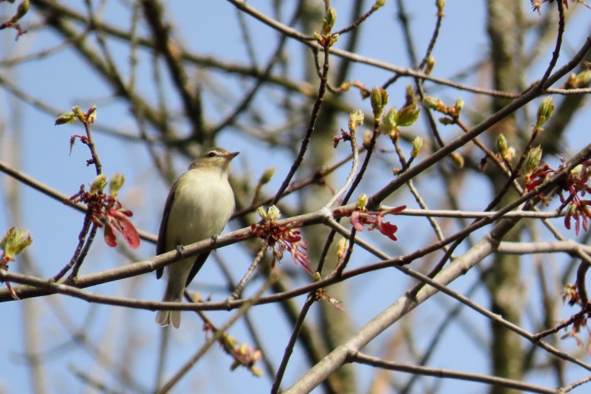 Warbling Vireo - ML618400086