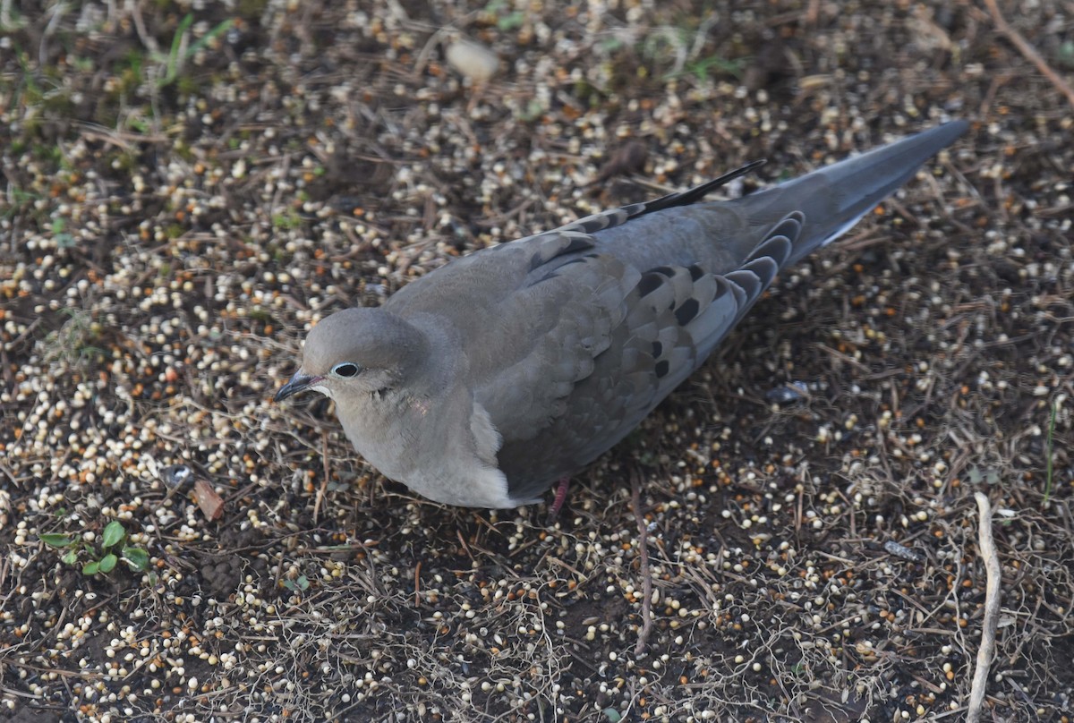 Mourning Dove - ML618400091