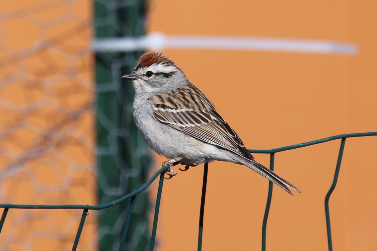 Chipping Sparrow - ML618400121