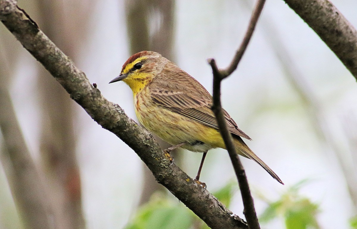 Palm Warbler - John  Cameron