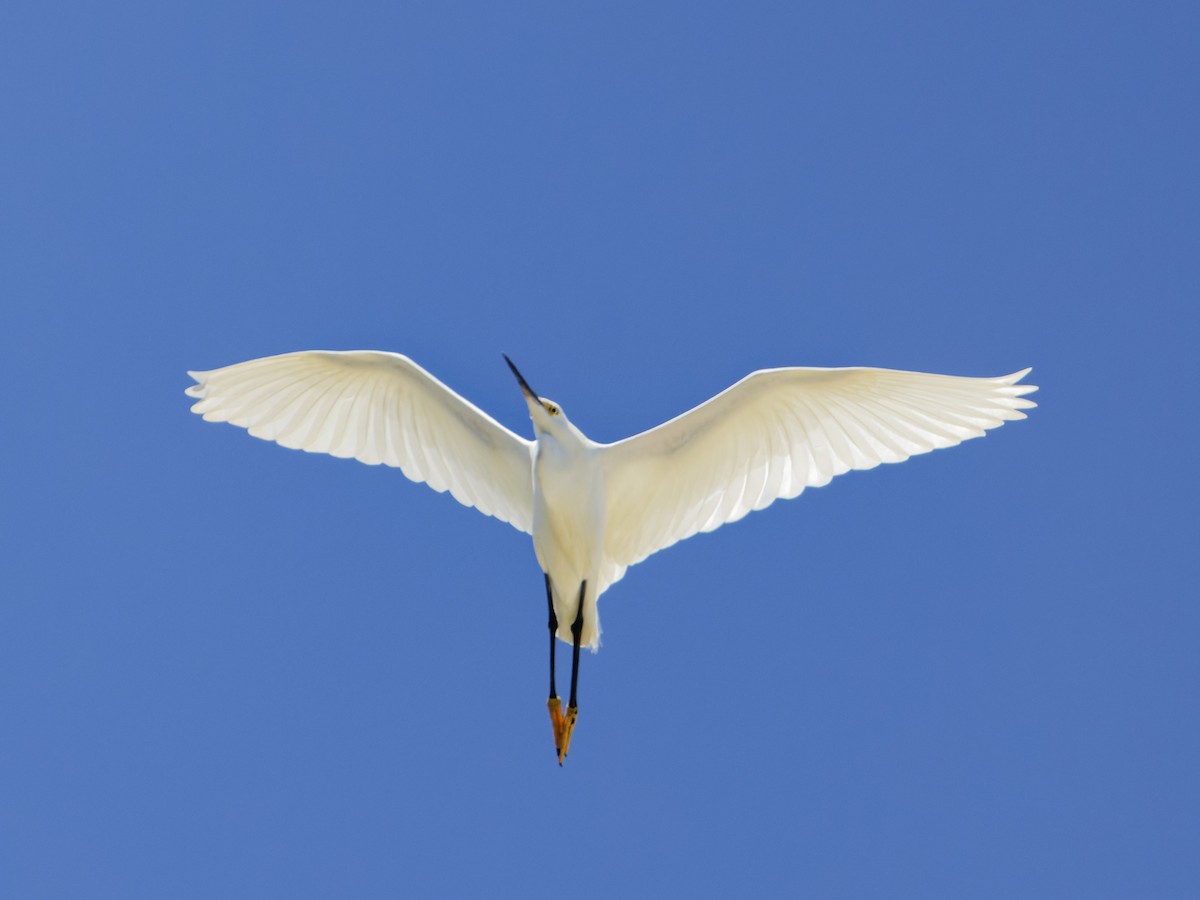 Snowy Egret - ML618400144