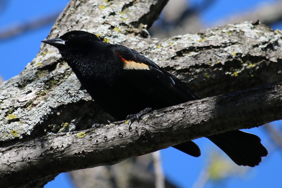 Red-winged Blackbird - ML618400157