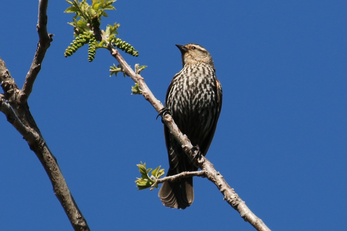 Red-winged Blackbird - ML618400180