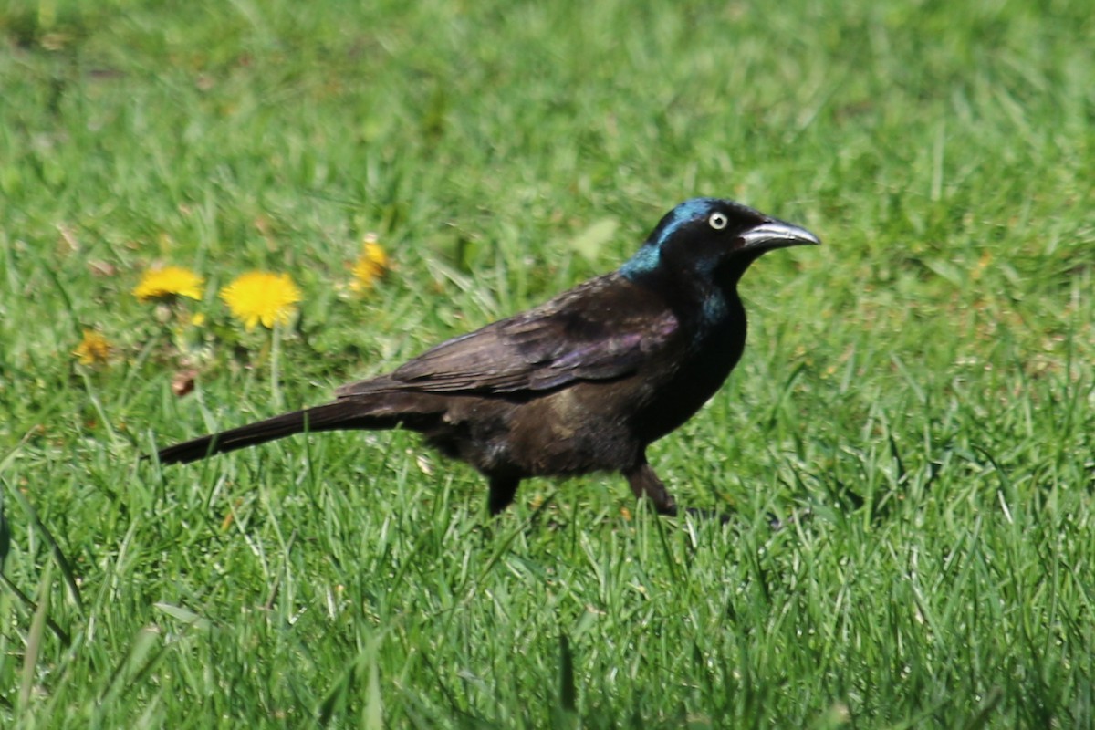 Common Grackle - ML618400188