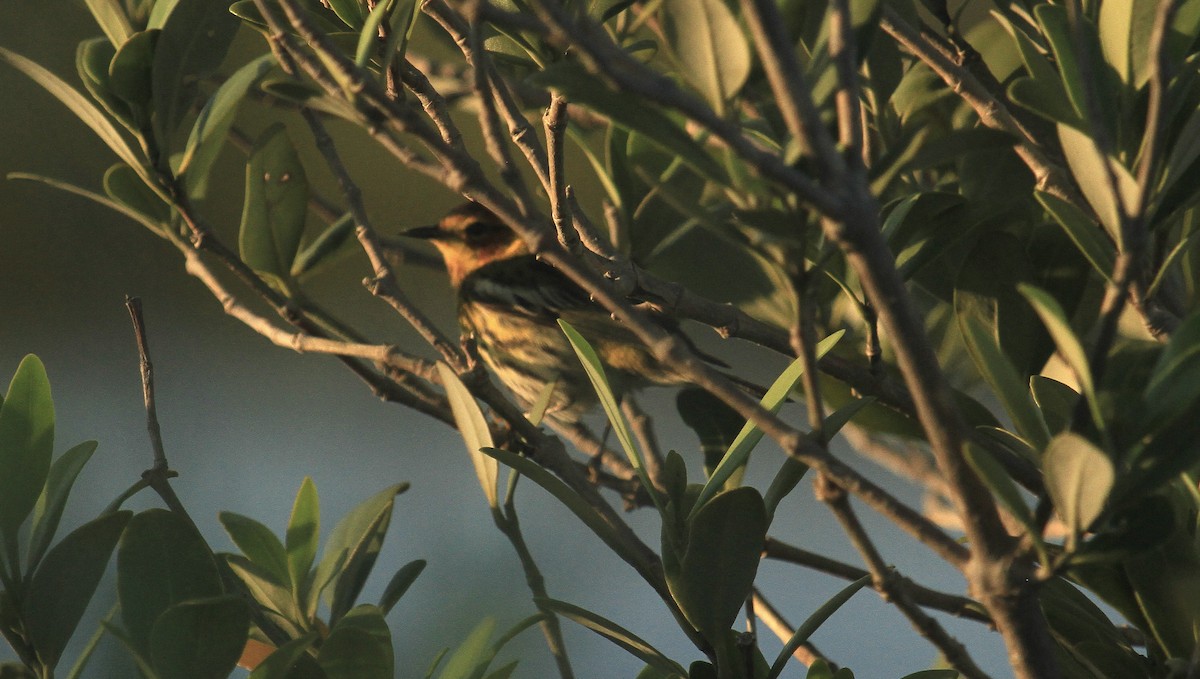 Cape May Warbler - Esme Rosen