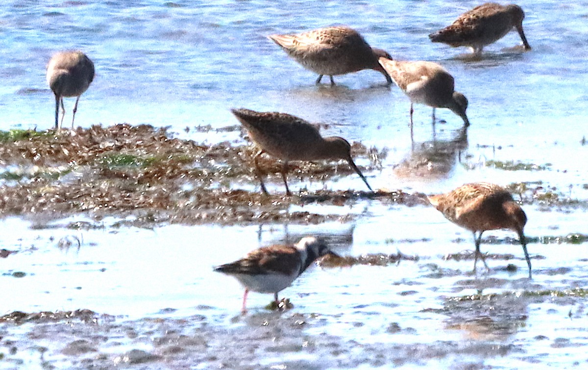 Short-billed Dowitcher - ML618400205