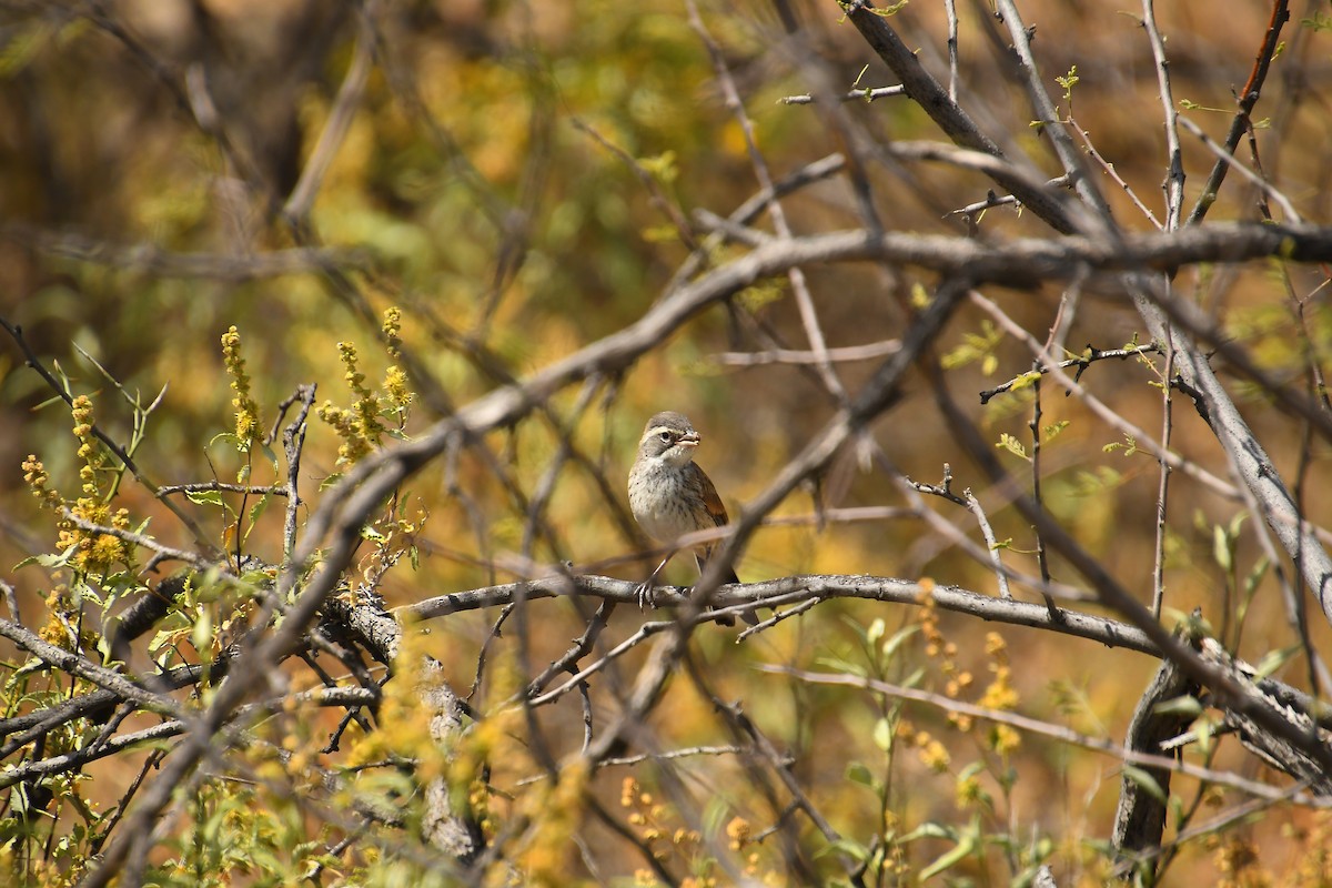 Black-throated Sparrow - ML618400220