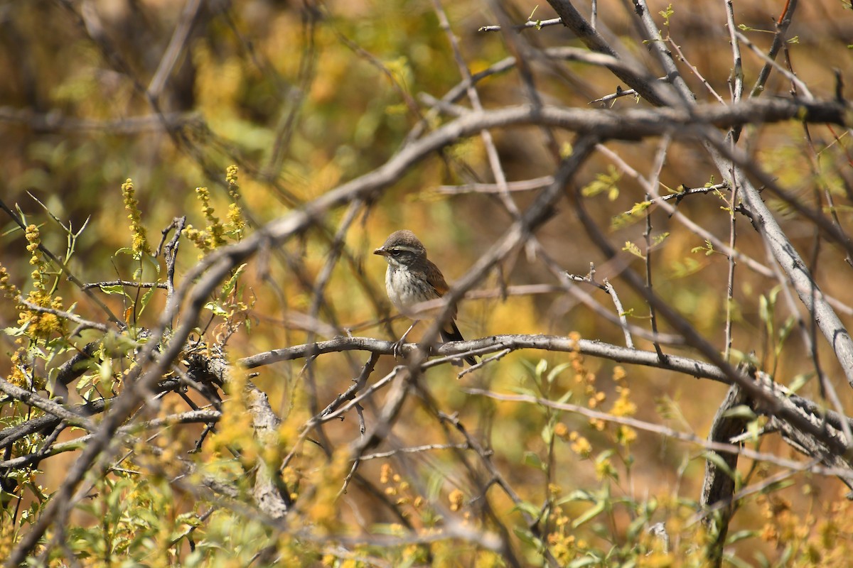 Black-throated Sparrow - ML618400221