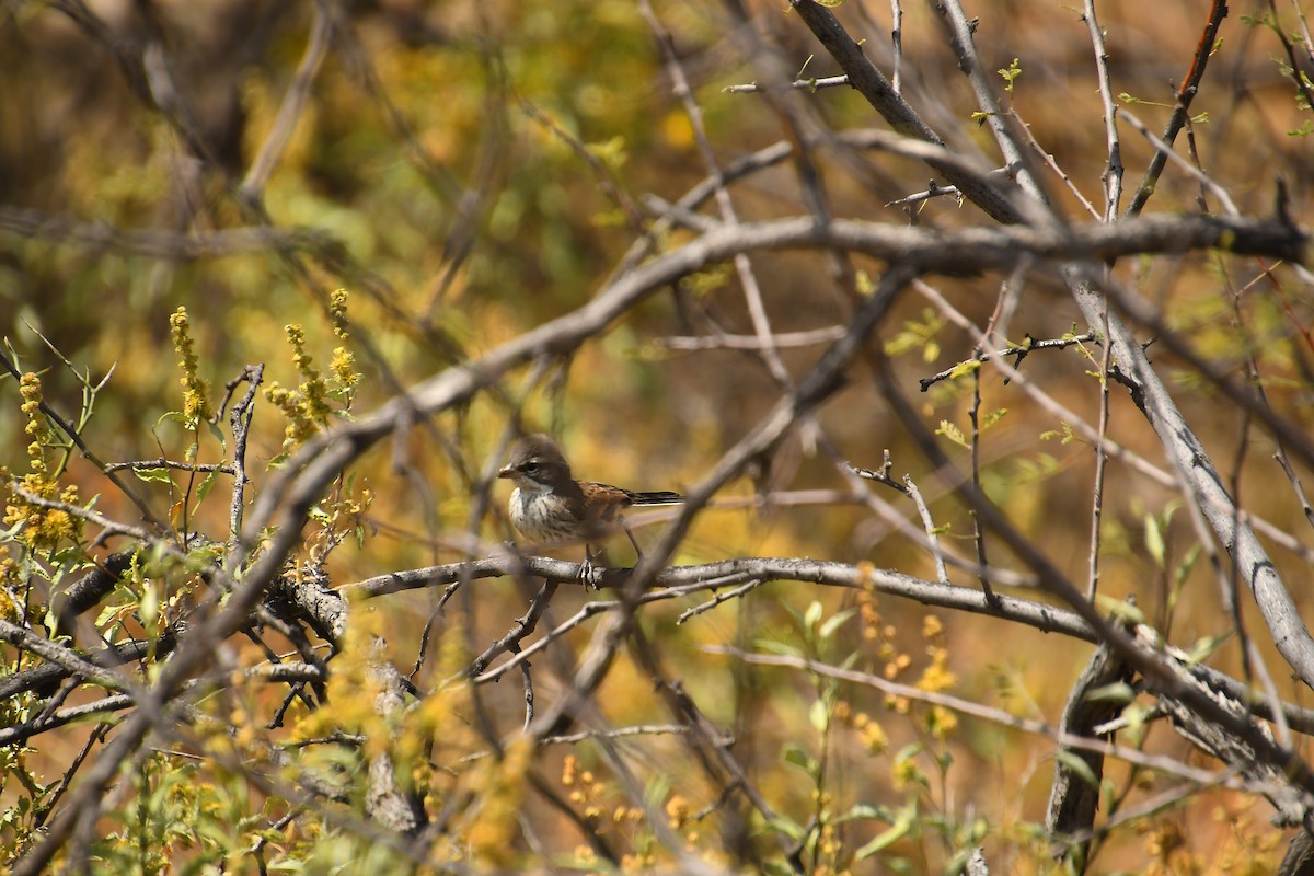 Black-throated Sparrow - Team Sidhu-White
