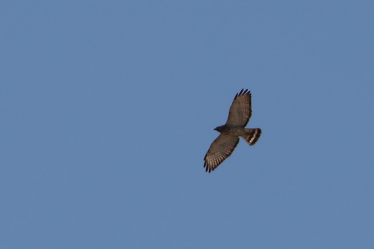 Broad-winged Hawk - Jason Leifester