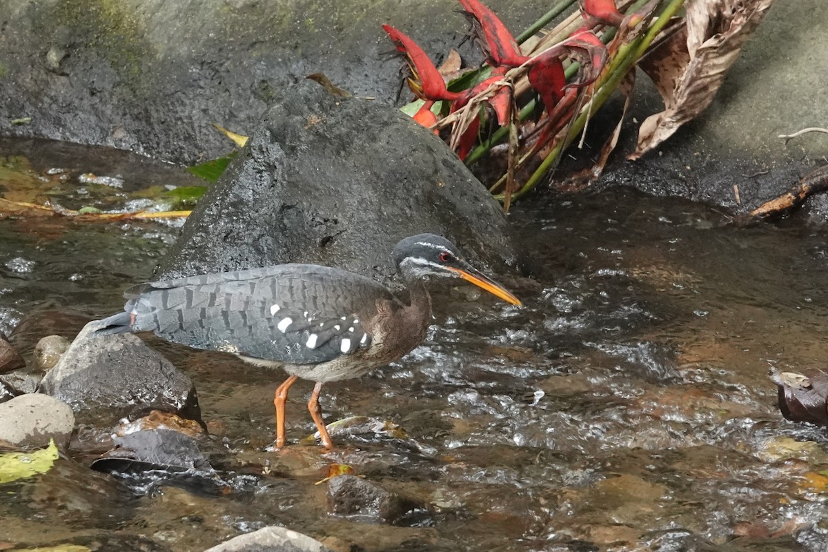 Sunbittern - ML618400232