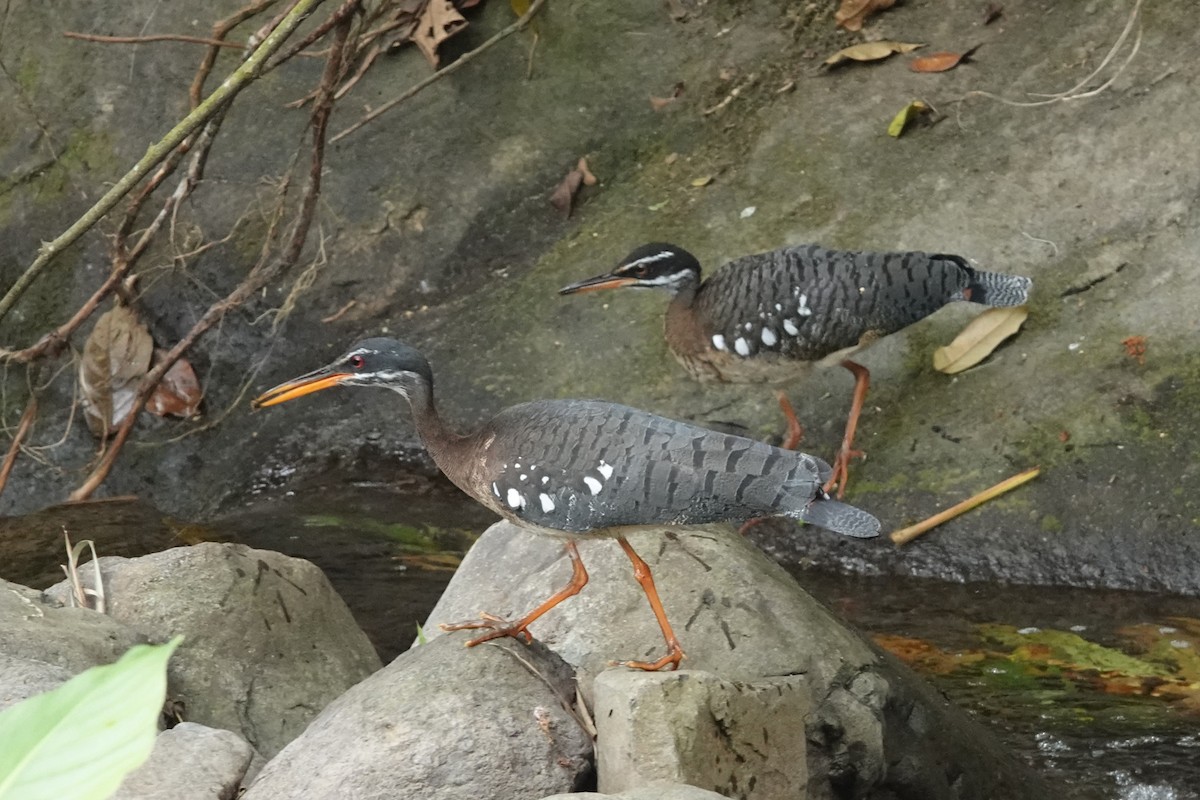 Sunbittern - ML618400234