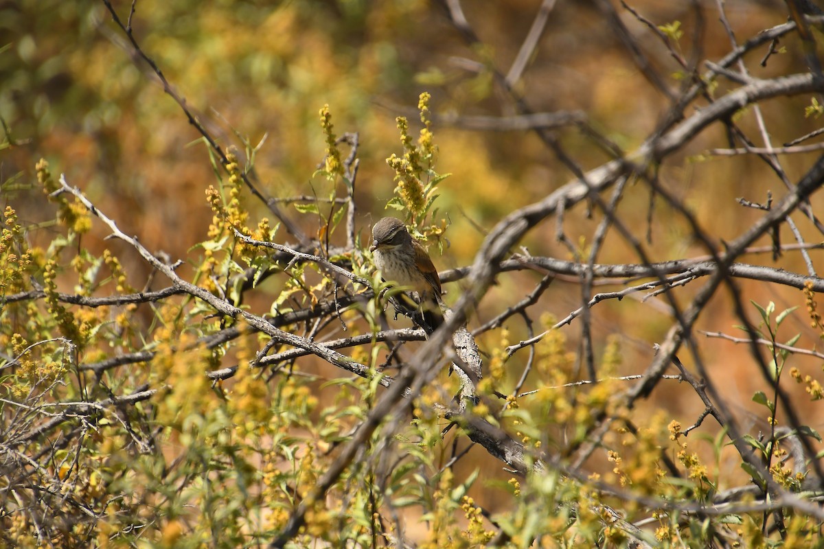 Black-throated Sparrow - Team Sidhu-White