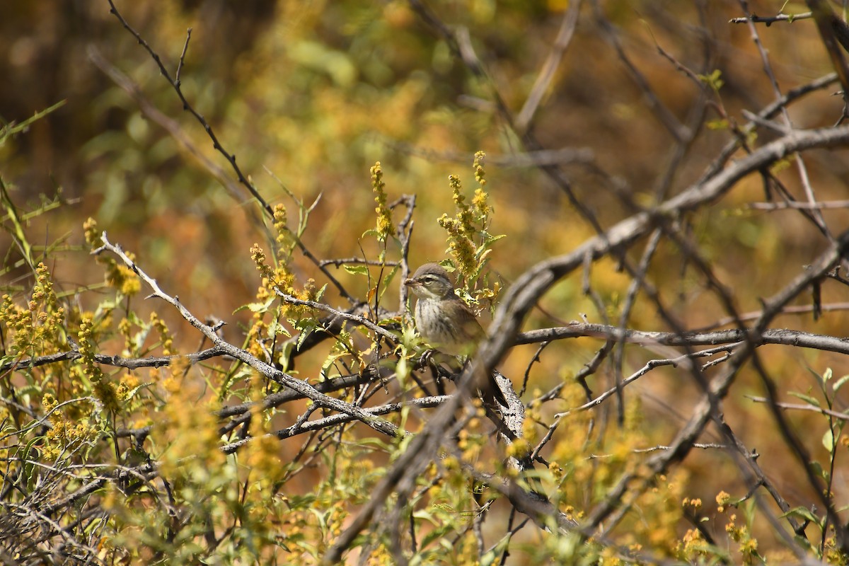 Black-throated Sparrow - Team Sidhu-White