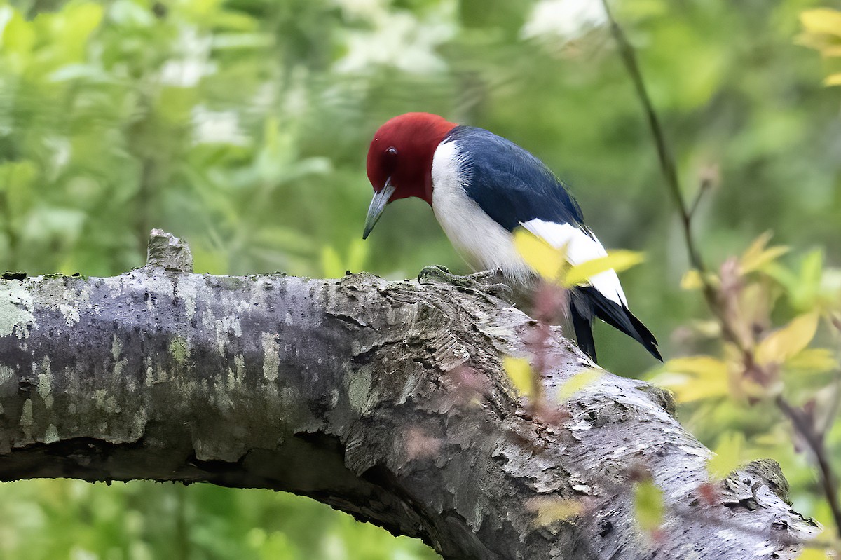 Red-headed Woodpecker - Donna Schulman
