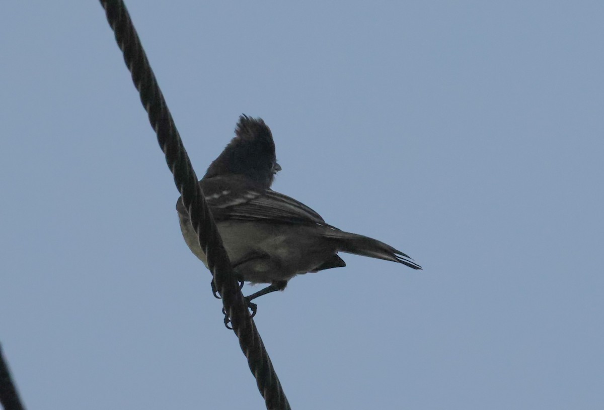 Yellow-bellied Elaenia - ML618400307