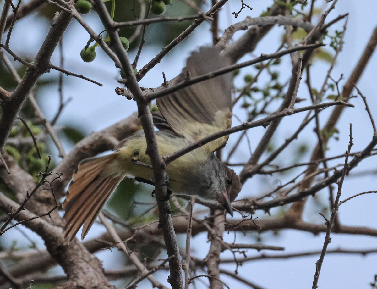 Grenada Flycatcher - ML618400314